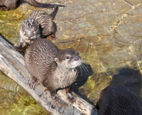 busy as beaver